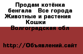 Продам котёнка бенгала - Все города Животные и растения » Кошки   . Волгоградская обл.